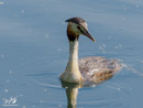 Great Crested Grebe - Perkoz Dwuczuby